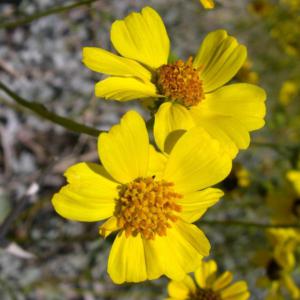 Brittlebush