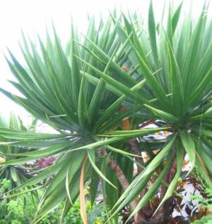 fake palm plant Metal Sunset Palm Tree (12ft) | Faux Palm Tree main image 0