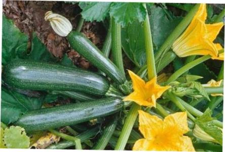 Zucchini - Plantsnap - Identify Plants, Trees, Mushrooms With An App