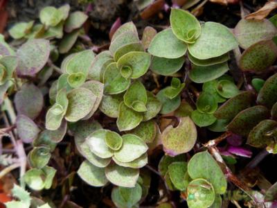 Turtle vine