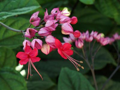 Java Glory Flower Java glorybower - Plantsnap - Identify Plants, Trees, Mushrooms With An App