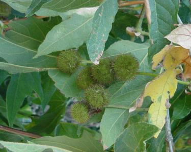 California sycamore