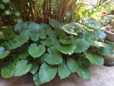 How to care for Dwarf elephant ear - Complete Plant Care Guide | PlantSnap  - Plantsnap - Identify Plants, Trees, Mushrooms With An App