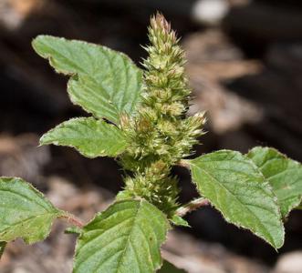 Redroot pigweed