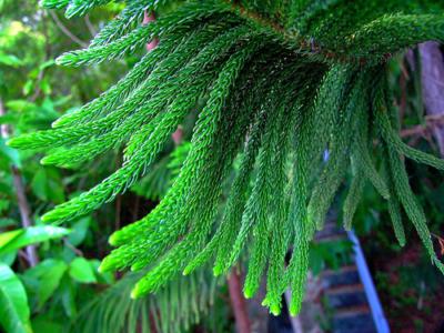 Norfolk island pine