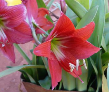 Barbados lily