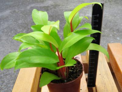 How to care for Lemon lime philodendron - Complete Plant Care Guide |  PlantSnap - Plantsnap - Identify Plants, Trees, Mushrooms With An App