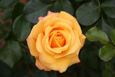 Rose cuttings