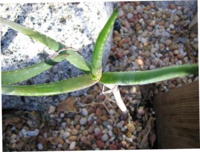 Antandroy aloe - Plantsnap - Identify Plants, Trees, Mushrooms With An App