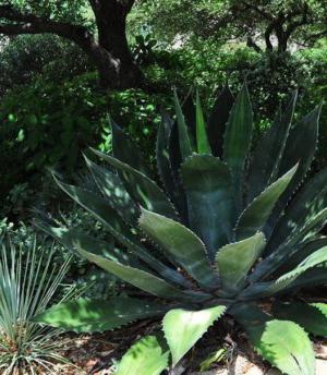 Green goblet agaveの育て方 - 完全お手入れガイド | PlantSnap