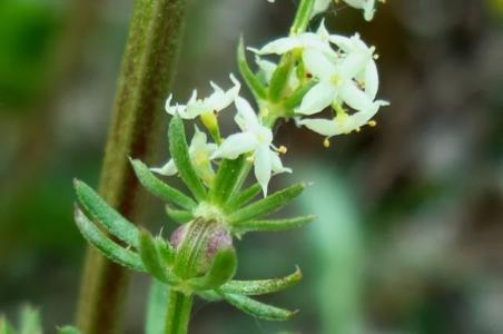 Shining bedstraw