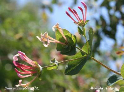 How to care for Evergreen honeysuckle - Complete Plant Care Guide |  PlantSnap - Plantsnap - Identify Plants, Trees, Mushrooms With An App