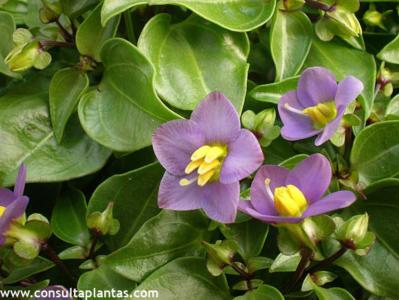 How to care for Persian violet - Complete Plant Care Guide | PlantSnap -  Plantsnap - Identify Plants, Trees, Mushrooms With An App