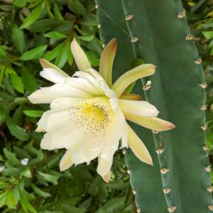 Hildmann’s cereus