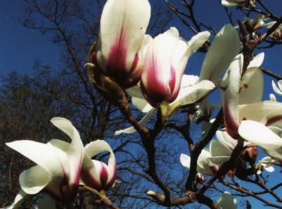 Chinese magnolia