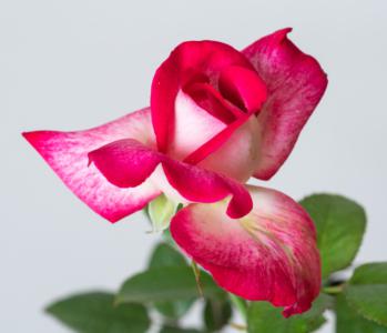 Julia child rose