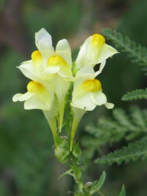 Moroccan toadflax