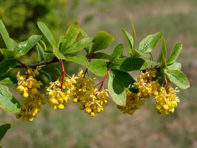 Shen's barberry