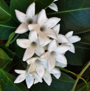 Madagascar jasmine
