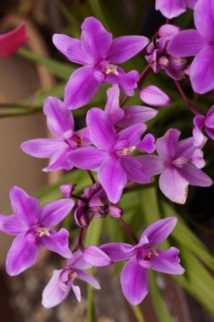 Ground orchid