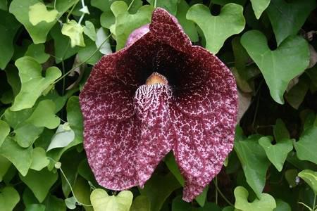 Calico flower