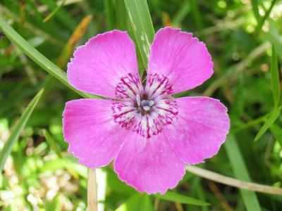 Alpine pink