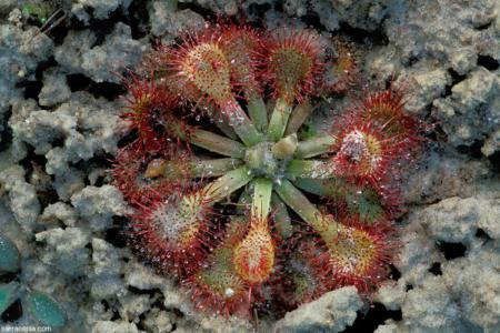 Pink sundew