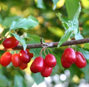 How to care for Cornelian cherry - Complete Plant Care Guide | PlantSnap -  Plantsnap - Identify Plants, Trees, Mushrooms With An App