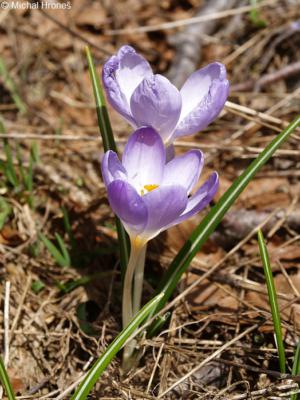 Early crocus