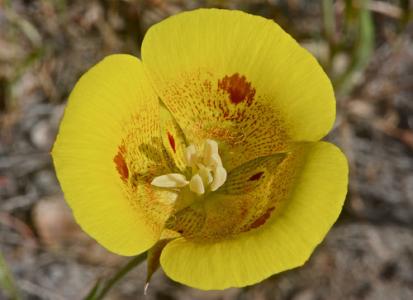 Yellow mariposa lily (Calochortus luteus) - Image 1 of 10
