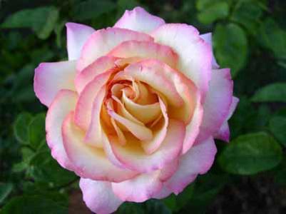 Peace rose