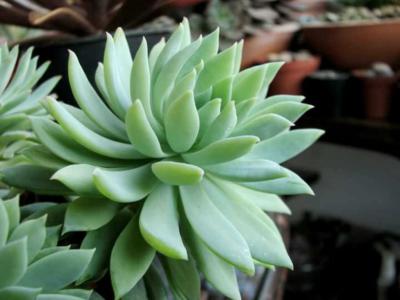 Sedeveria