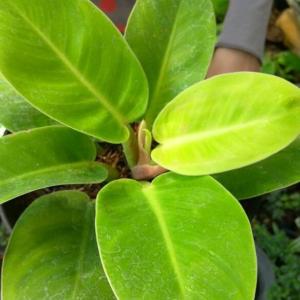 Lemon lime philodendron - Plantsnap - Identify Plants, Trees, Mushrooms  With An App