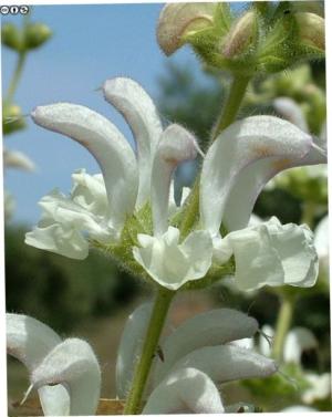 Silver sage