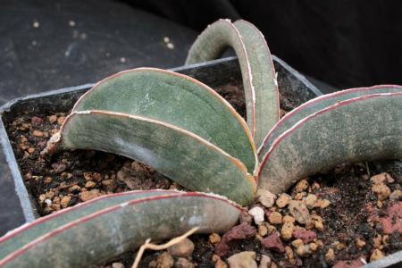 Baseball bat sansevieria