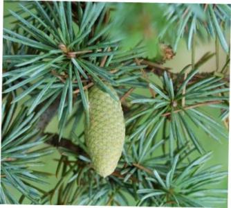 Cedar of lebanon - Plantsnap - Identify Plants, Trees, Mushrooms