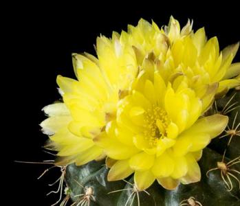 mammillaria bucareliensis Mammillaria bucareliensis cv. 'Erusamu' Variegated Variegata – Kyle's Plants