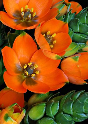 How to care for Sun star - Complete Plant Care Guide | PlantSnap -  Plantsnap - Identify Plants, Trees, Mushrooms With An App