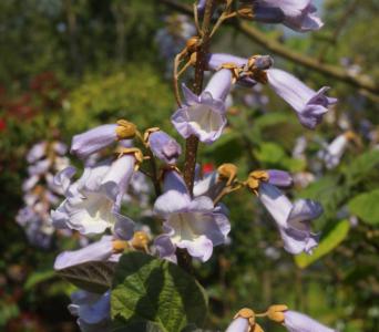 Empress tree