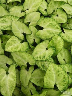 Arrowhead plant