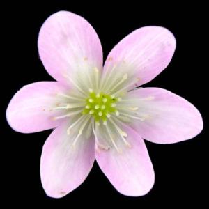 Woodland phlox