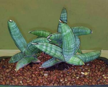 Eilensis snake plant - Plantsnap - Identify Plants, Trees