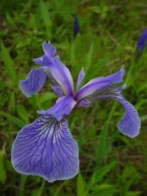 Cattail iris