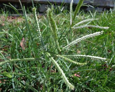 Bermuda grass