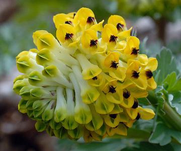 Siberian corydalis