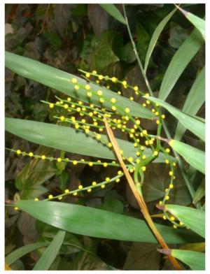 red star dracaena plant Dragon Tree (Dracaena marginata 'Colorama')  Cedar Bridge Botanicals