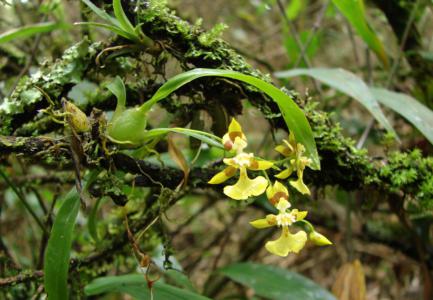 Dancing lady orchid