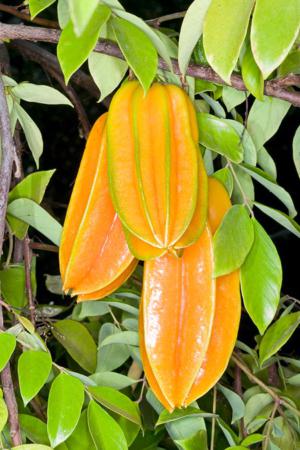 Starfruit