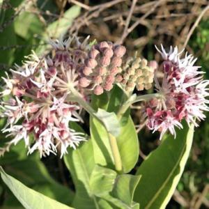 Milkweed