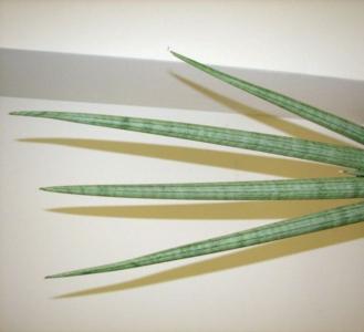 Snake plant - Plantsnap - Identify Plants, Trees, Mushrooms With An App